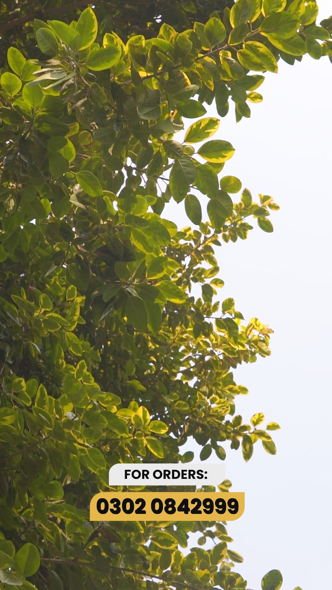 Complete Wellness Pack (Shifae-ummul-Amraz + Hafzan-e-Qalb)